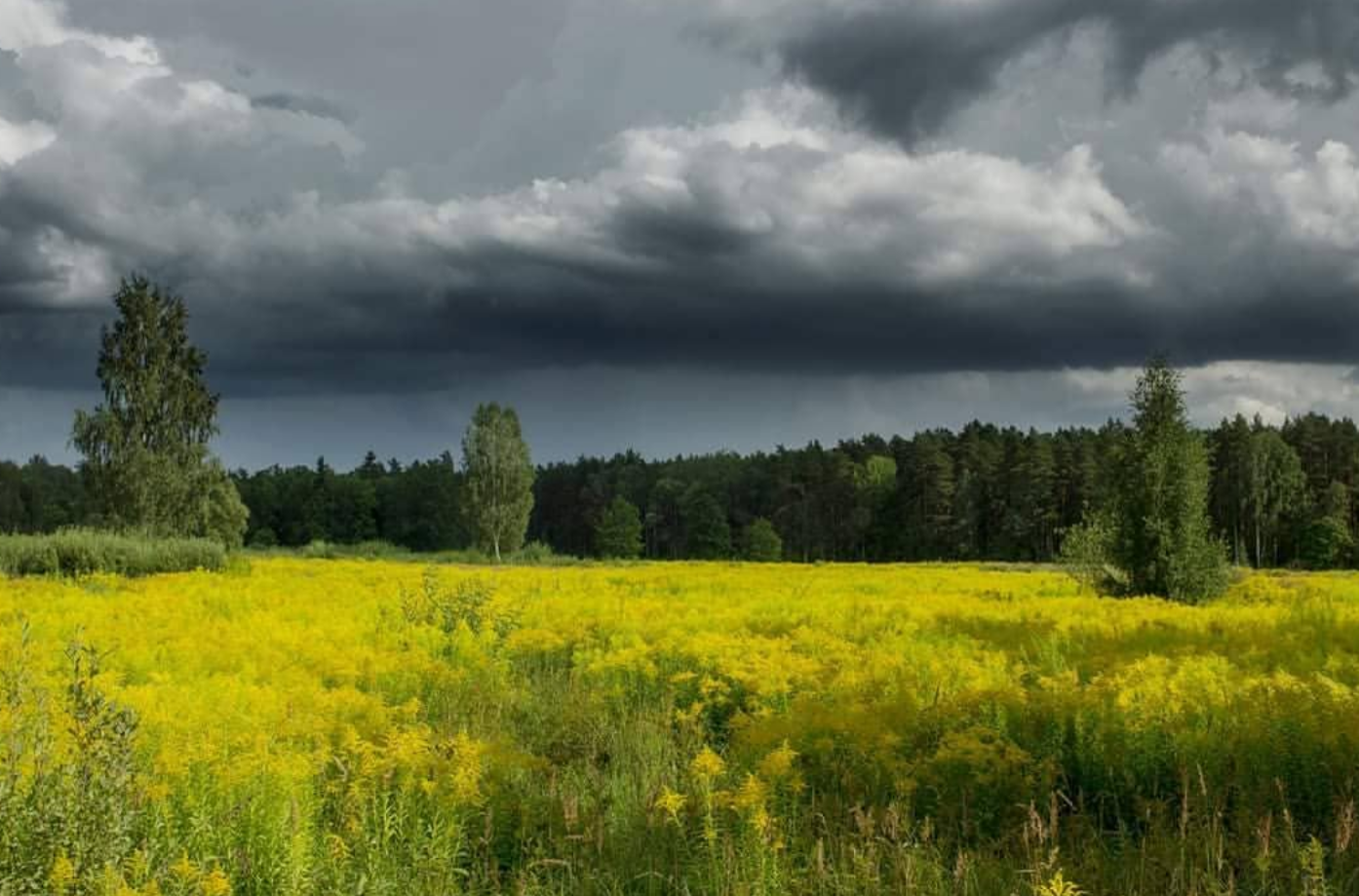 storm over a yellow field